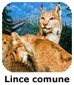 Lince comune